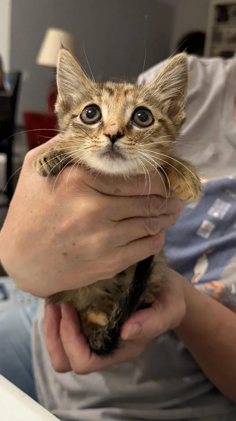 A young medium-sized female Domestic Short Hair cat named Flapper for adoption in Camden, SC