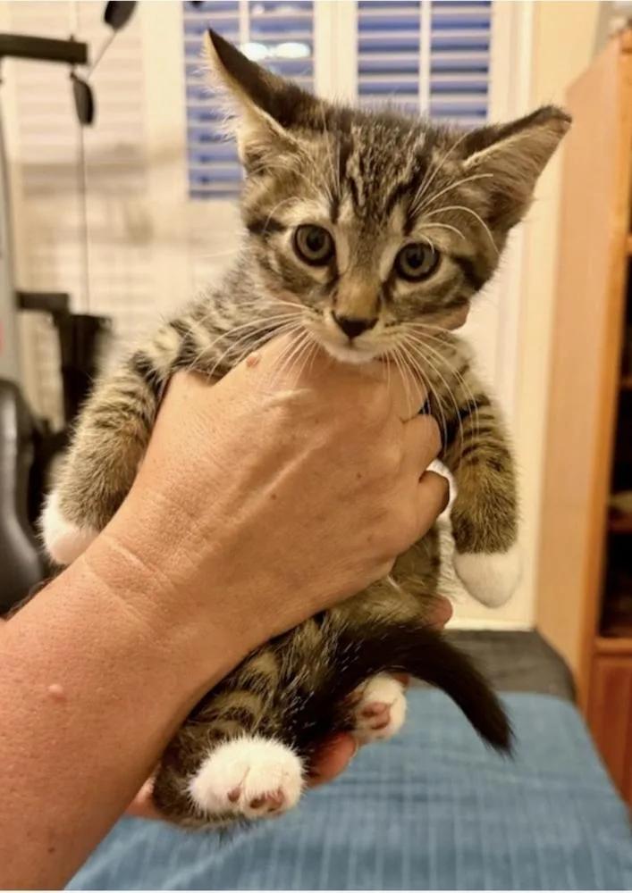 A baby small-sized male Domestic Short Hair cat named Vesper for adoption in Ruskin, FL