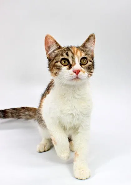 A baby small-sized female Domestic Short Hair cat named Piper for adoption in Morton Grove, IL