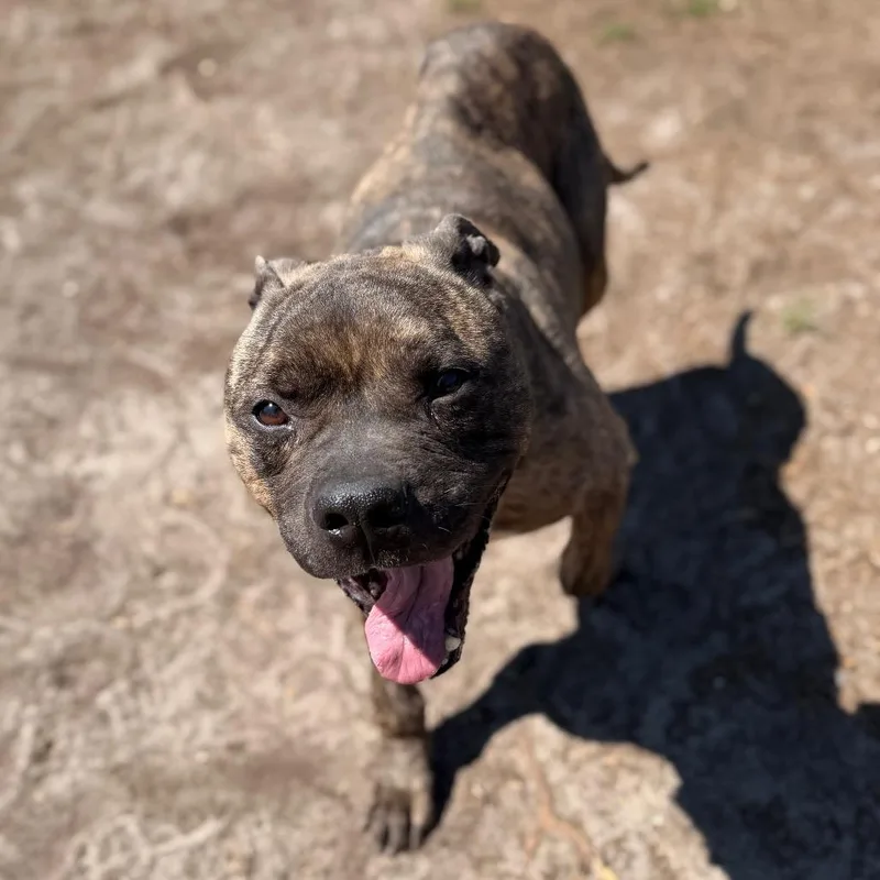 An adult medium-sized male Brindle Mixed Breed dog named Vader for adoption in Newark, NJ
