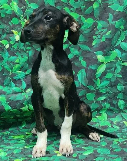 A baby medium-sized male Terrier dog named Tom for adoption in Elmira, NY