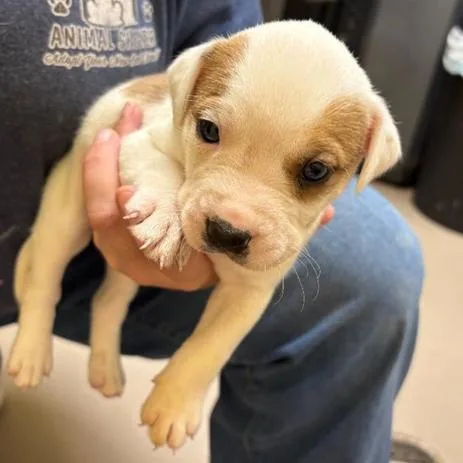 A baby small-sized male White / Cream American Bulldog dog named Snack Pack for adoption in New Fairfield, CT