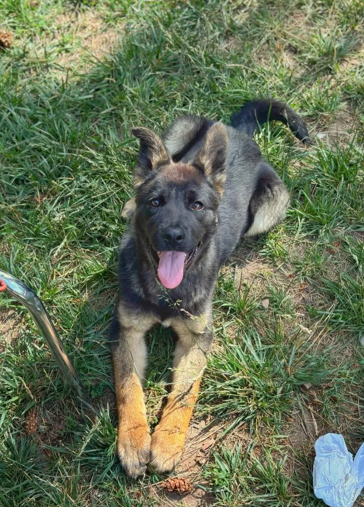A baby medium-sized female German Shepherd Dog dog named Sophie for adoption in Thompson Falls, MT