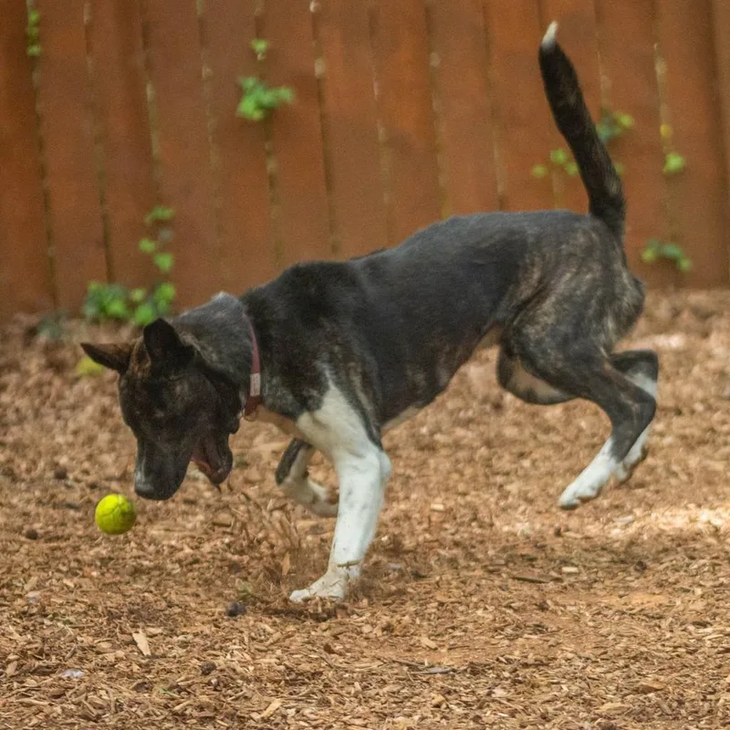 A young large-sized male Brindle Mixed Breed dog named Atlas for adoption in Decatur, GA