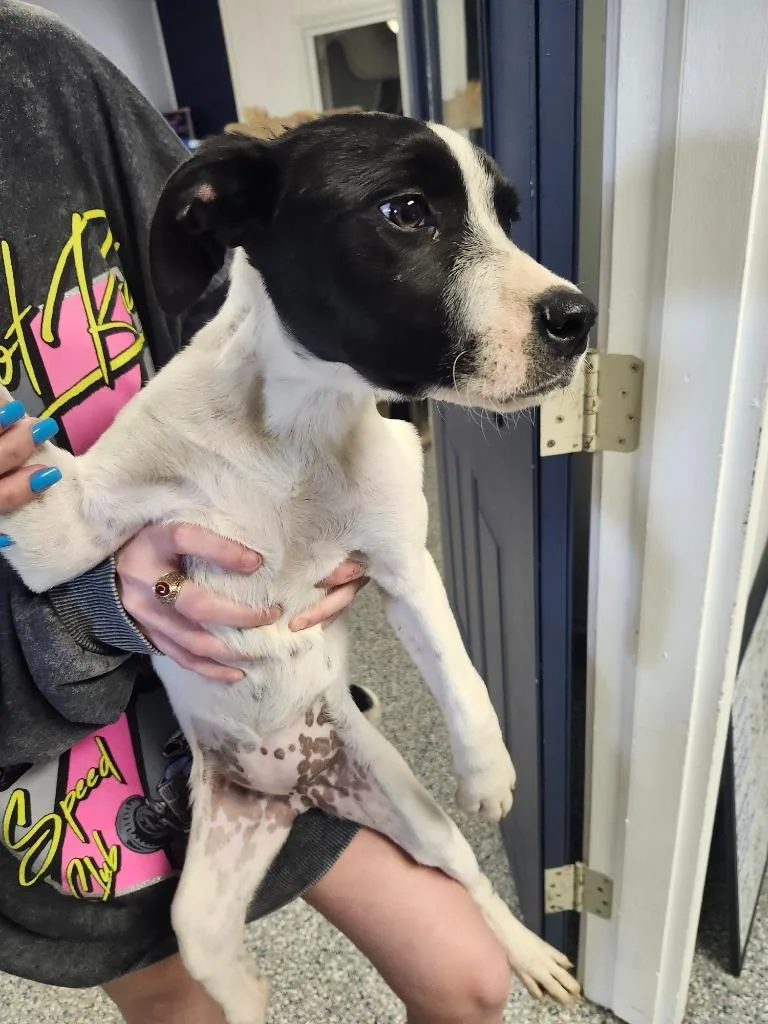 Kylie  Puppy thumbnail 2
