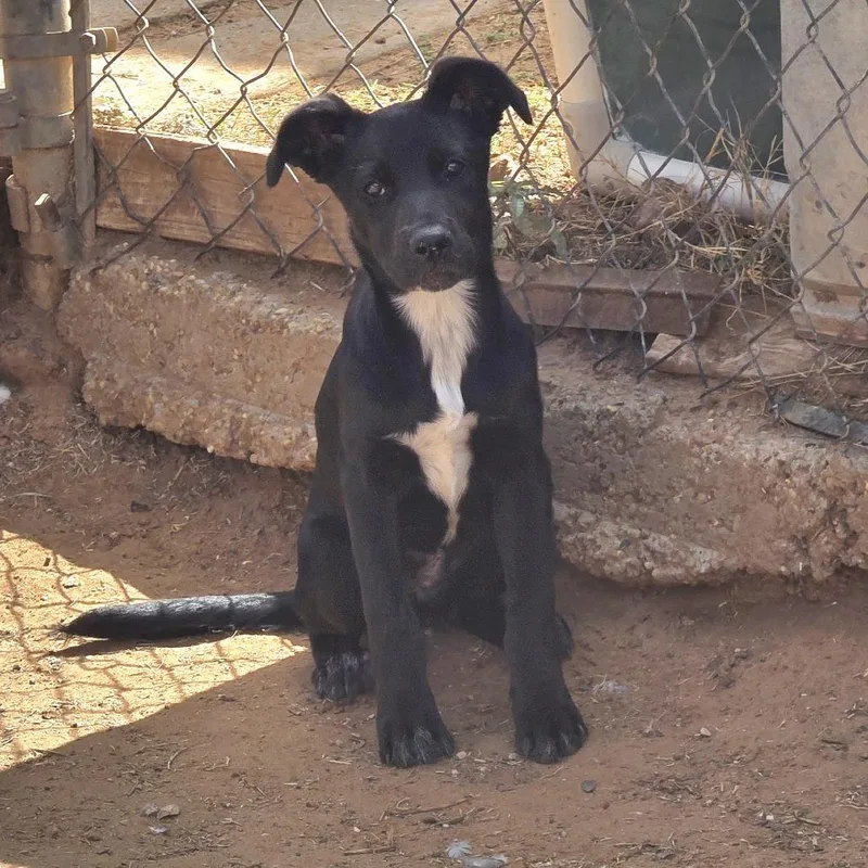 A baby small-sized female Black Labrador Retriever dog named Woofie Goldberg for adoption in Oxford, ME
