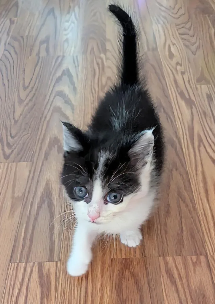 A baby small-sized male Domestic Short Hair cat named Rock for adoption in Liverpool, NY