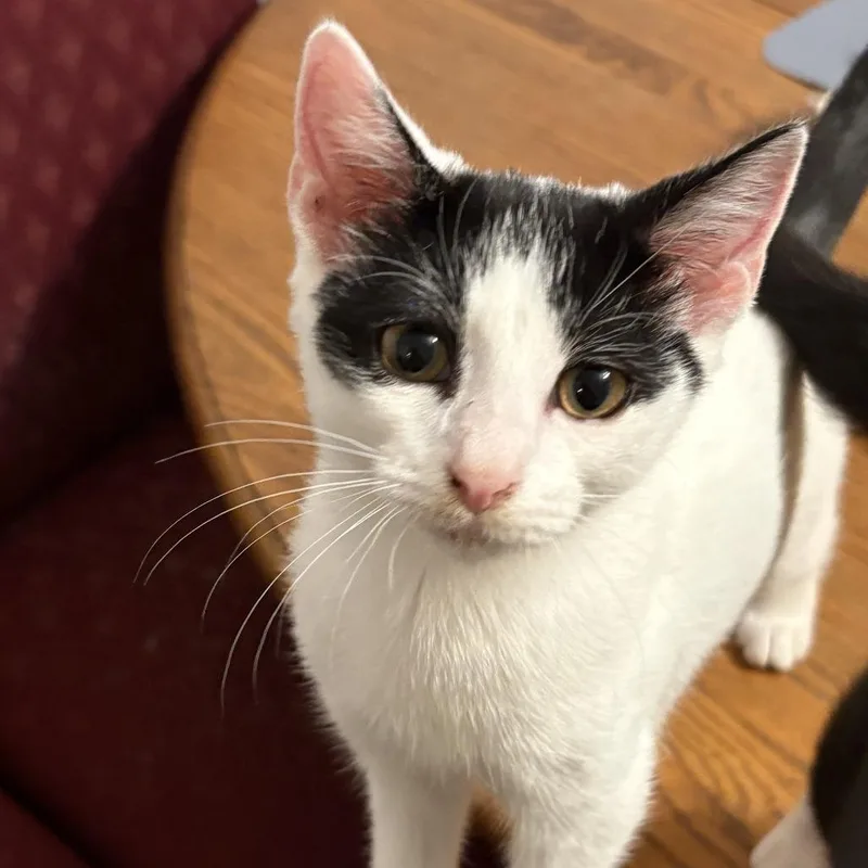 A baby small-sized male Domestic Short Hair cat named Kellen for adoption in Saugerties, NY