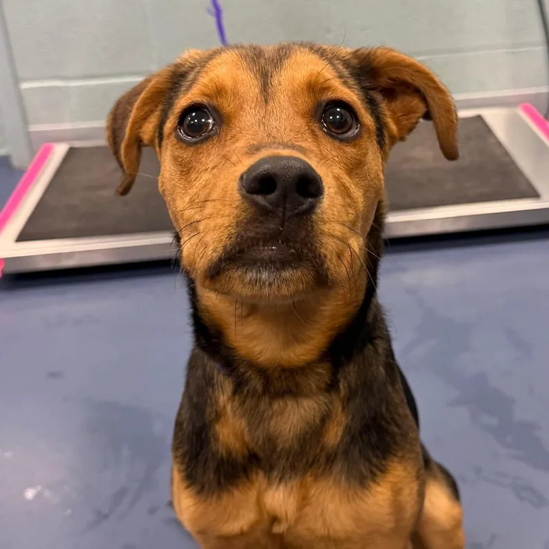 A young small-sized female Brown / Chocolate Hound dog named Cutie Pie for adoption in Greensboro, NC