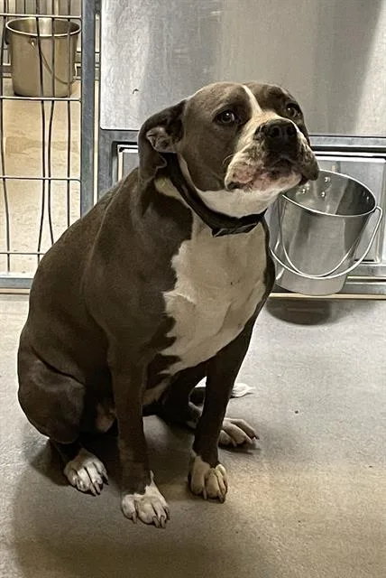 An adult medium-sized female Pit Bull Terrier dog named A for adoption in Modesto, CA