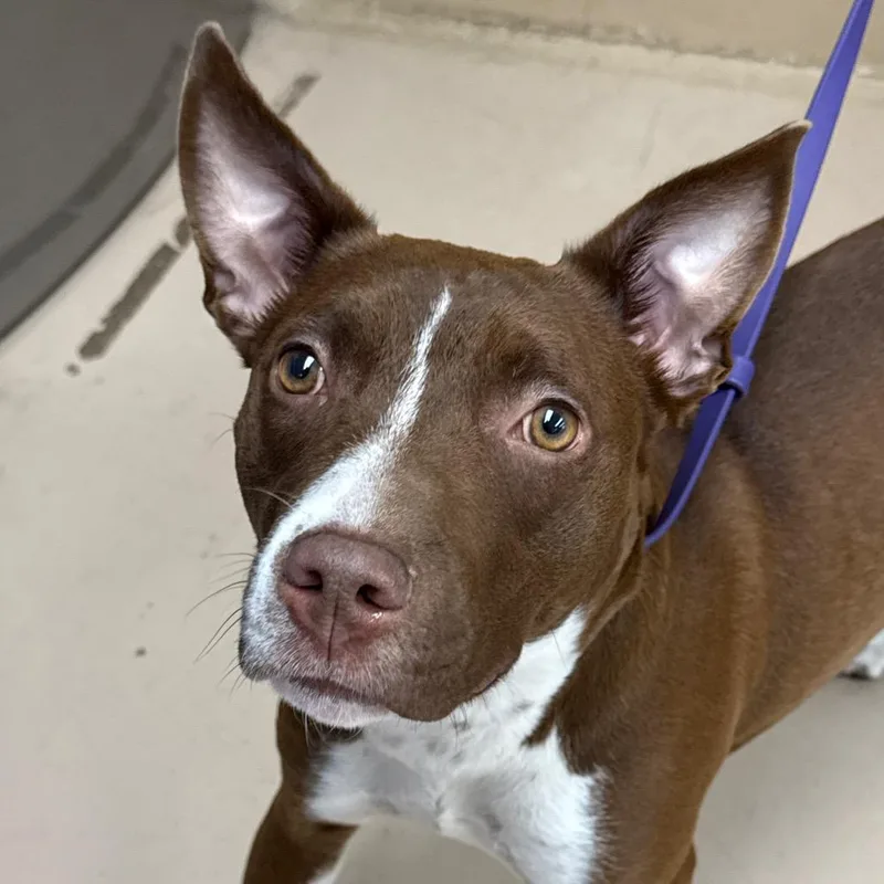 An adult medium-sized female Yellow / Tan / Blond / Fawn Pit Bull Terrier dog named Bella for adoption in Perkiomenville, PA