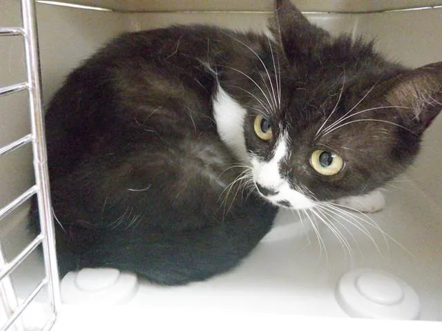 An adult small-sized female Domestic Short Hair cat named Buttercup for adoption in Oroville, CA