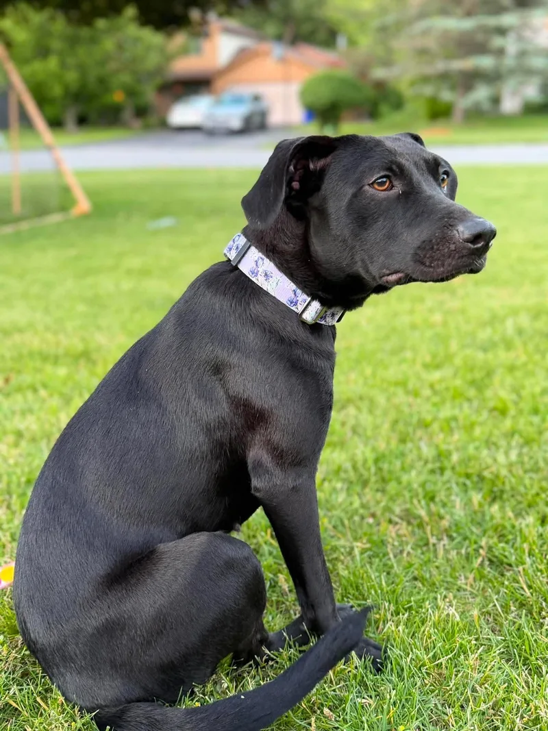 A young medium-sized female Mixed Breed dog named Britt for adoption in Rochester , NY