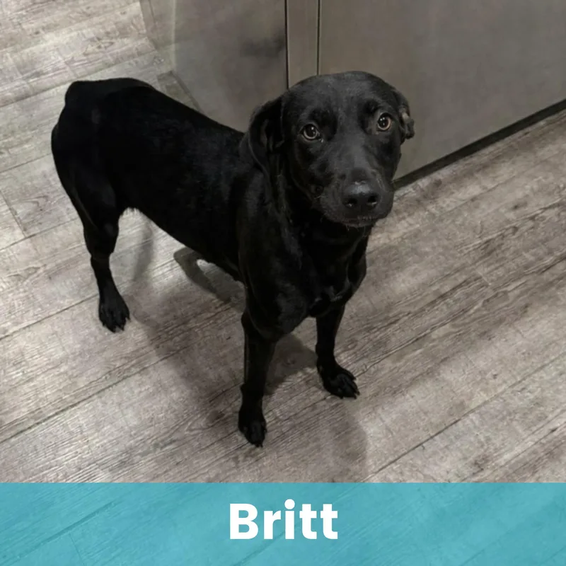 Britt thumbnail 4