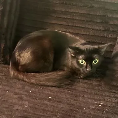 An adult small-sized female Black Domestic Medium Hair cat named Frida for adoption in Frederick, MD