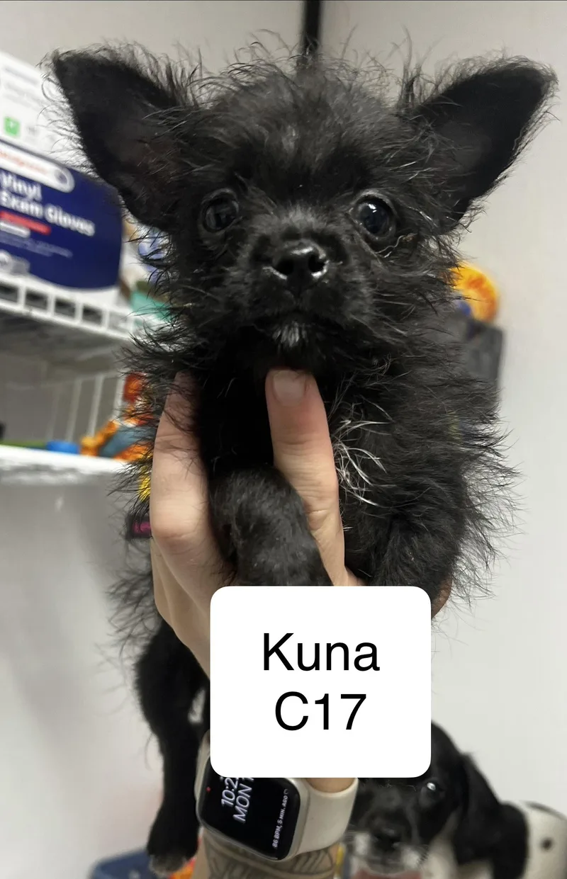 Kuna