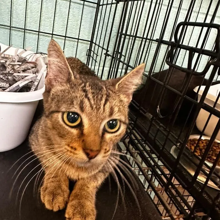 A young medium-sized female Domestic Short Hair cat named Zena for adoption in Gadsden, AL