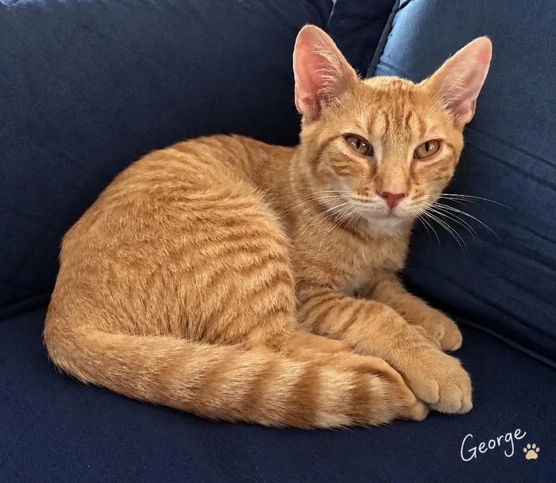 A baby medium-sized male Tabby (Orange / Red) Domestic Short Hair cat named George for adoption in Pawleys Island, SC