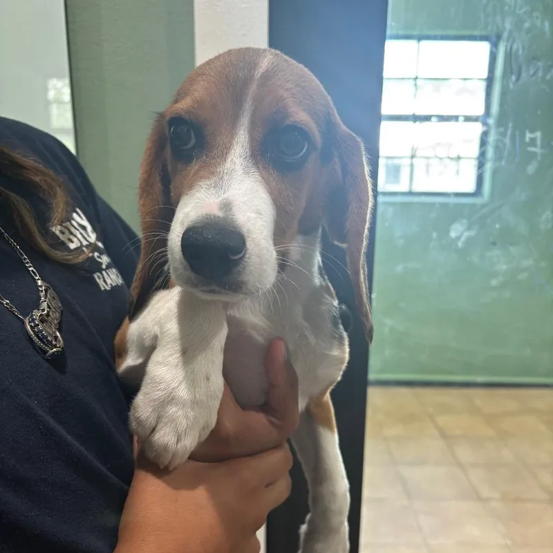A baby small-sized male Yellow / Tan / Blond / Fawn Beagle dog named FH aka Lil for adoption in LOXAHATCHEE, FL