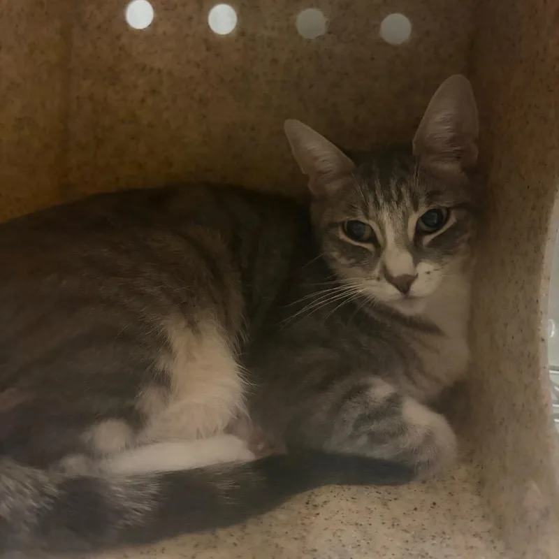 An adult medium-sized female Gray / Blue / Silver Domestic Short Hair cat named Ursula for adoption in Reno, NV