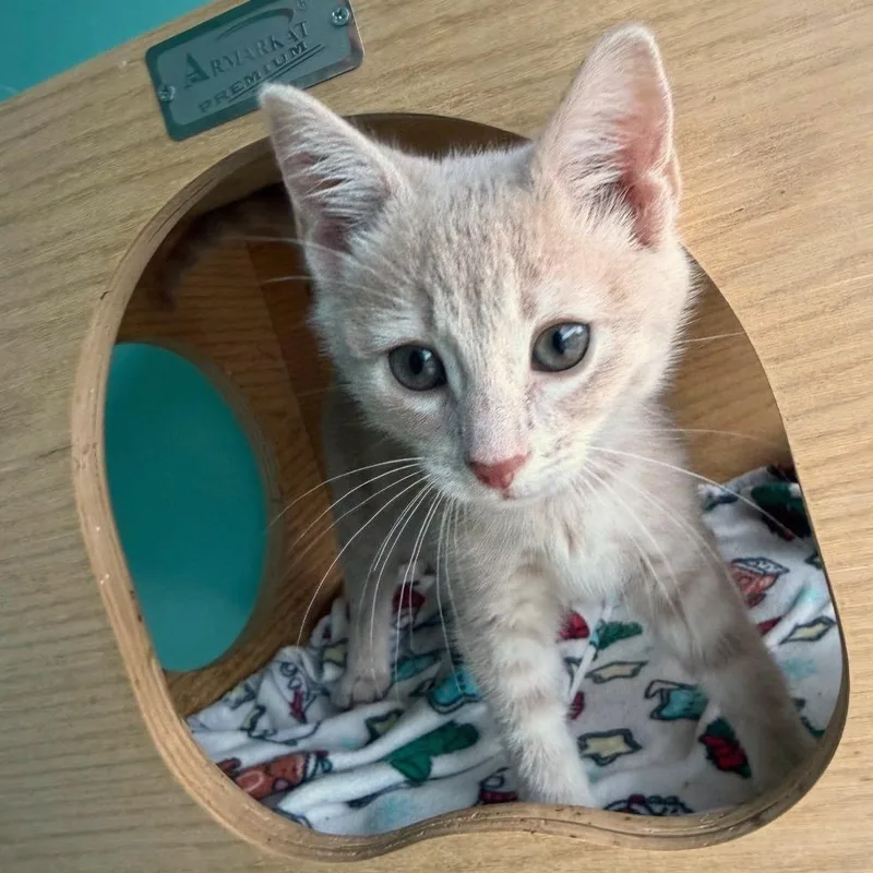 A baby small-sized female Buff / Tan / Fawn Domestic Short Hair cat named Gamila for adoption in Falls Church, VA