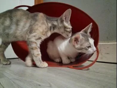 A baby medium-sized female Dilute Tortoiseshell Domestic Short Hair cat named Rabbit & Riley for adoption in Liverpool, TX