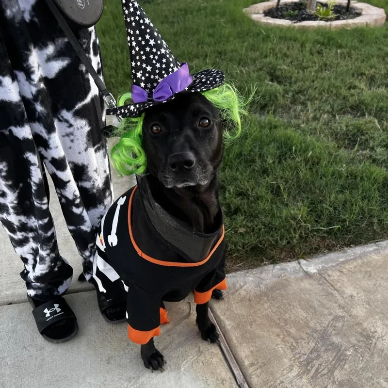 An adult medium-sized female Black Labrador Retriever dog named Chetty JuM for adoption in Austin, TX