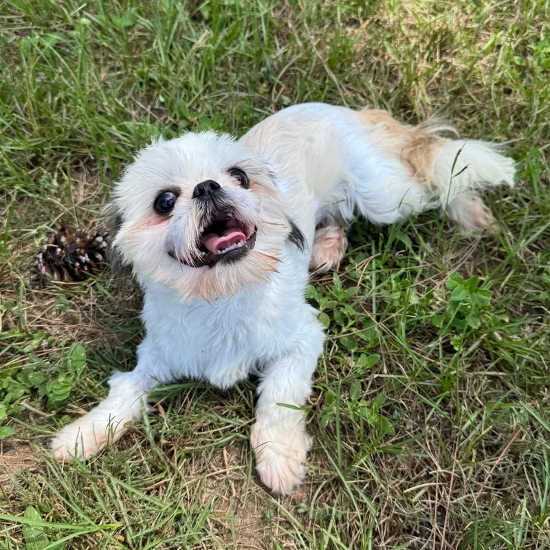 A young small-sized female Brown / Chocolate Shih Tzu dog named Snookie Belle for adoption in Houston, TX