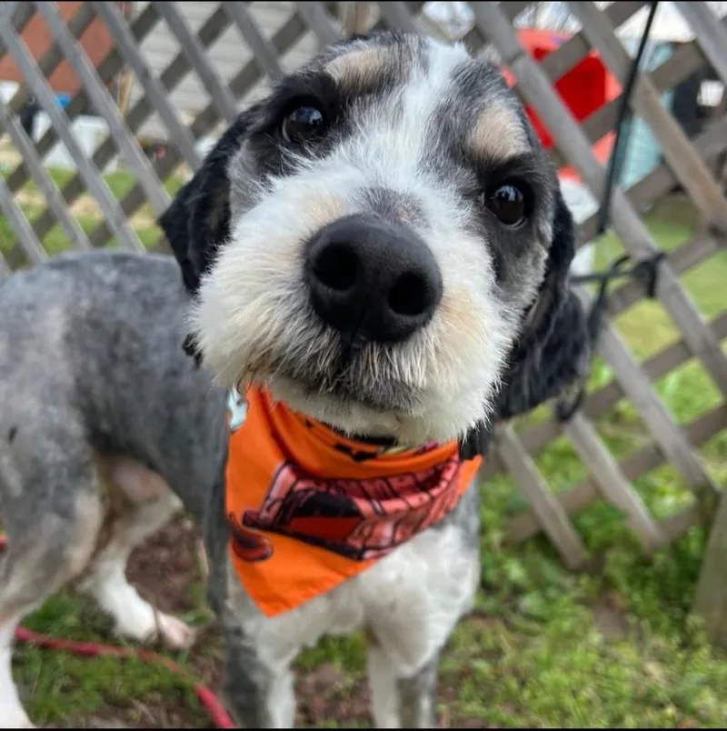 A young large-sized male Standard Schnauzer dog named Lorax for adoption in merrillville, IN