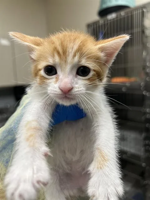 A baby small-sized female Domestic Short Hair cat named Kit Kat for adoption in Las Vegas, NV