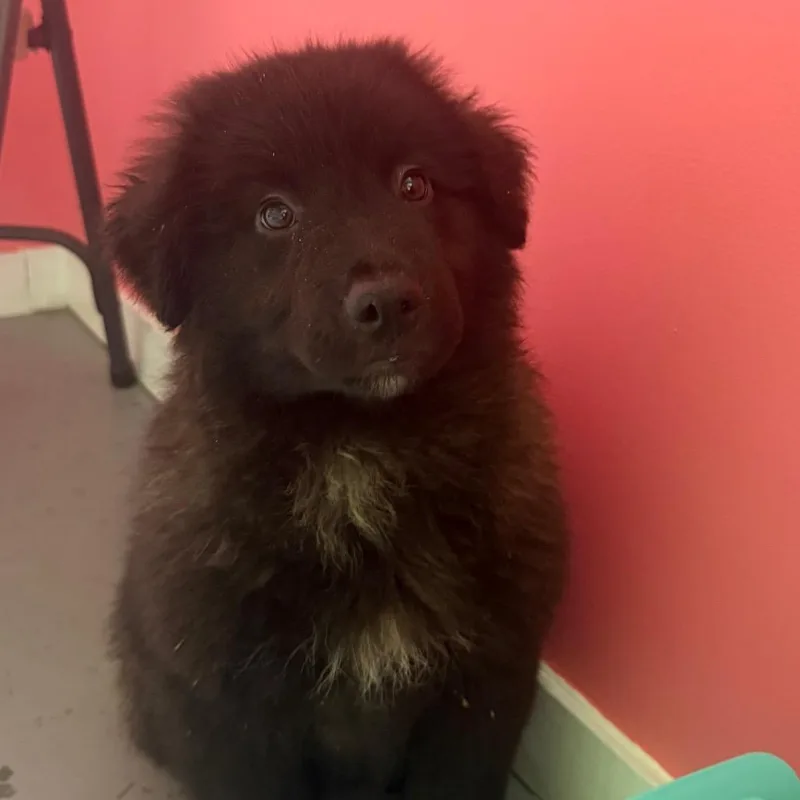 A baby small-sized male Black Mixed Breed dog named Boots for adoption in Wappingers Falls, NY