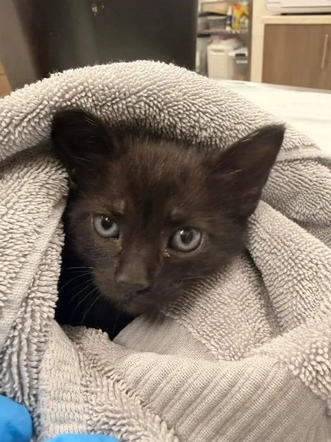 A baby small-sized male Domestic Short Hair cat named Reeses for adoption in Baytown, TX