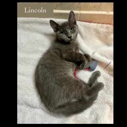 A baby small-sized male Domestic Short Hair cat named Lincoln for adoption in Chalfont, PA