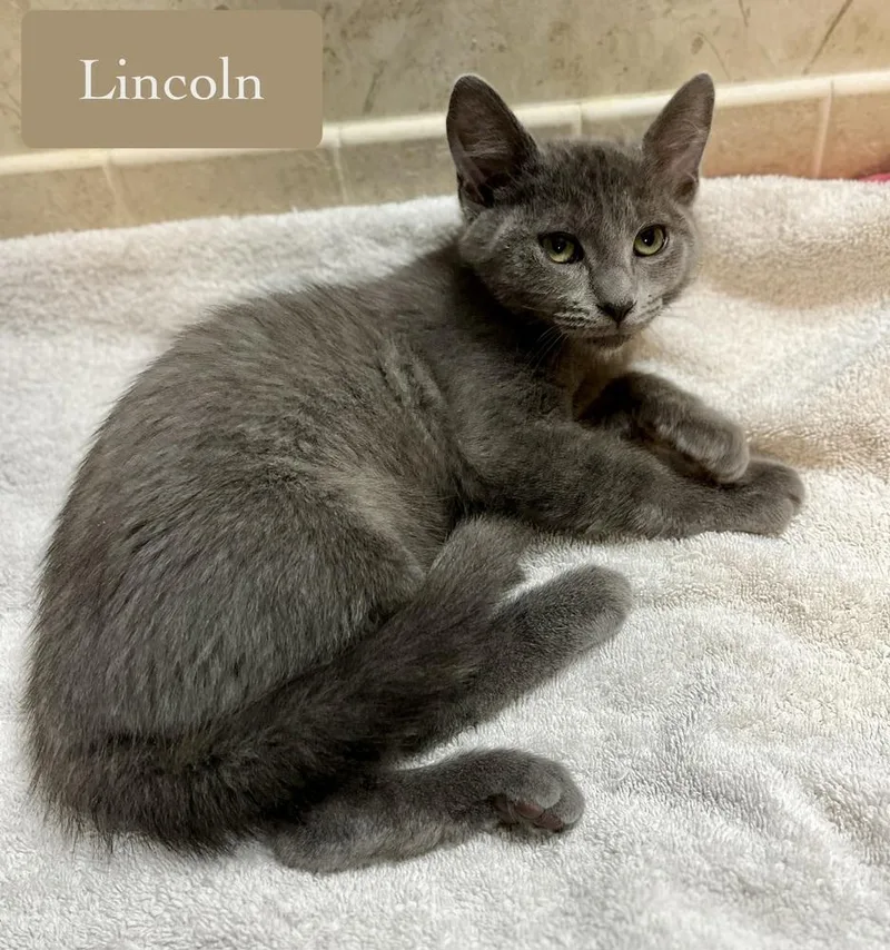 Lincoln thumbnail 2