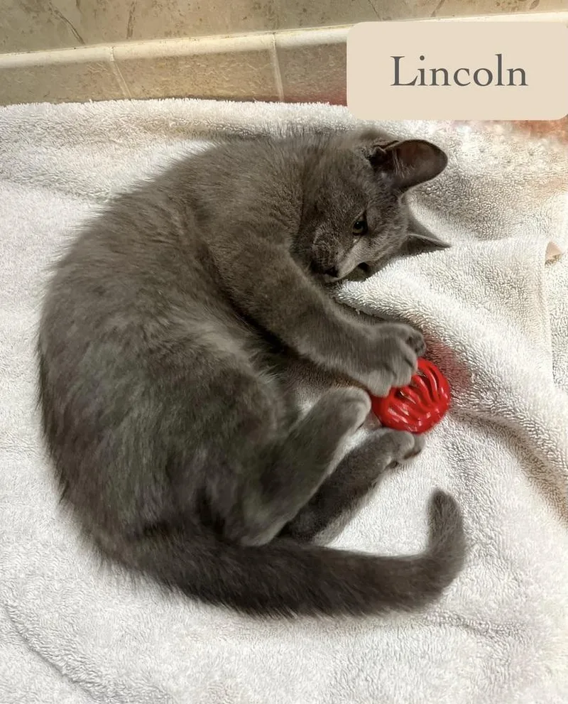 Lincoln thumbnail 4