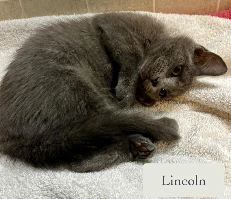 Lincoln thumbnail 5