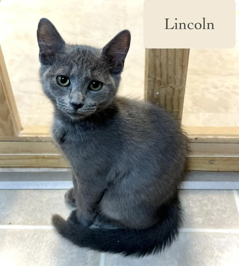 Lincoln thumbnail 6