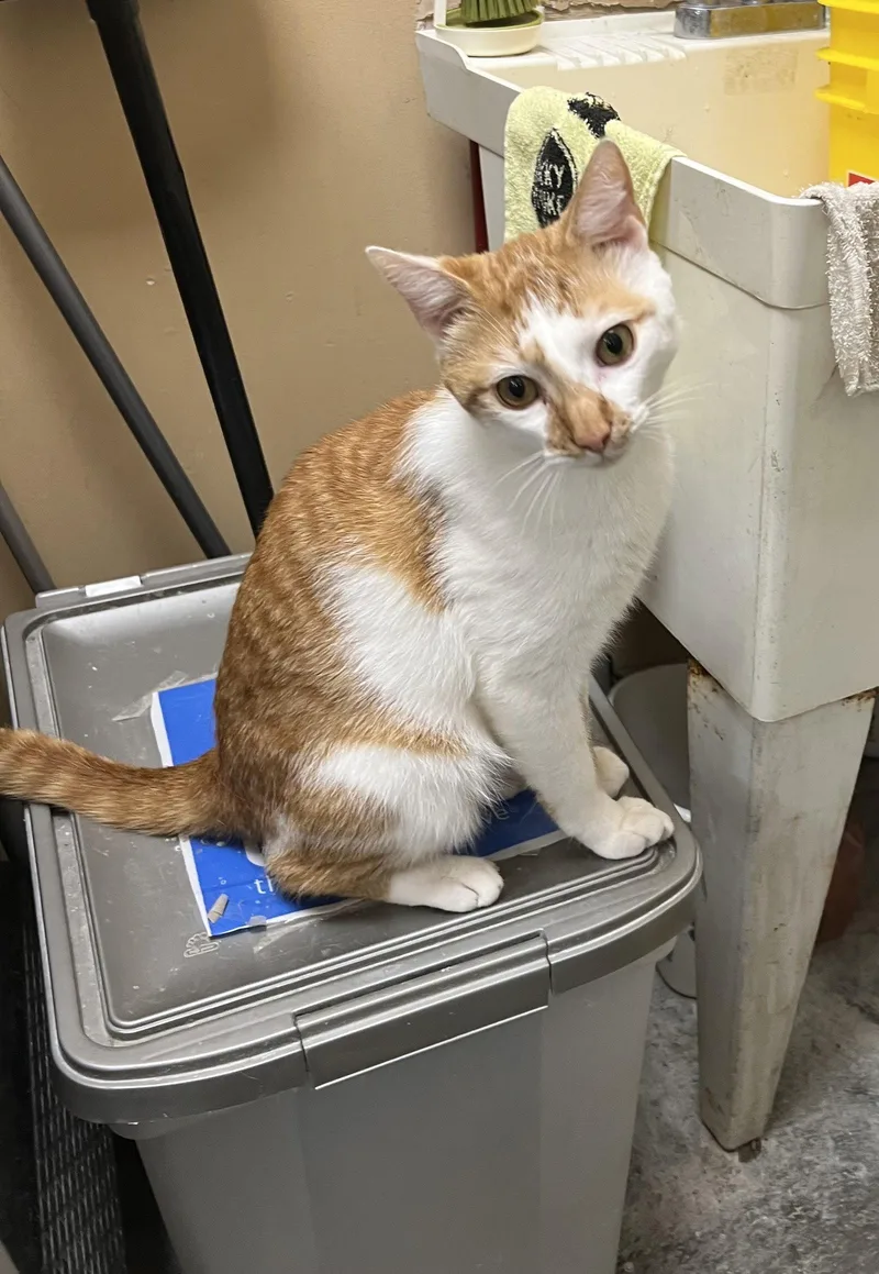 An adult medium-sized male Orange & White Domestic Short Hair cat named Fannypack for adoption in Social Circle, GA