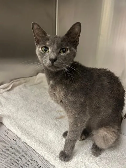 A young medium-sized female Domestic Short Hair cat named Marie for adoption in Dallas, TX