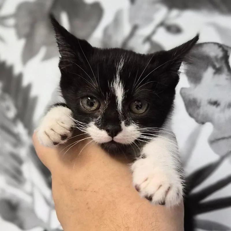 A baby small-sized female Black Domestic Medium Hair cat named Toadette for adoption in Wahiawa, HI