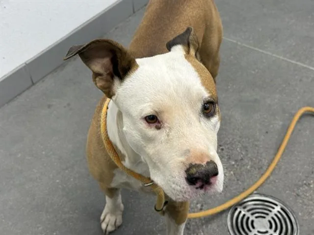 A young large-sized male Pit Bull Terrier dog named Taco for adoption in Mesa, AZ
