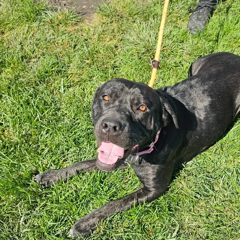 A young large-sized female Cane Corso dog named Bertha for adoption in Minooka, IL
