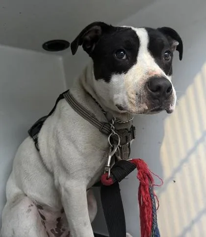 An adult large-sized male Mixed Breed dog named Gouda for adoption in Gastonia, NC