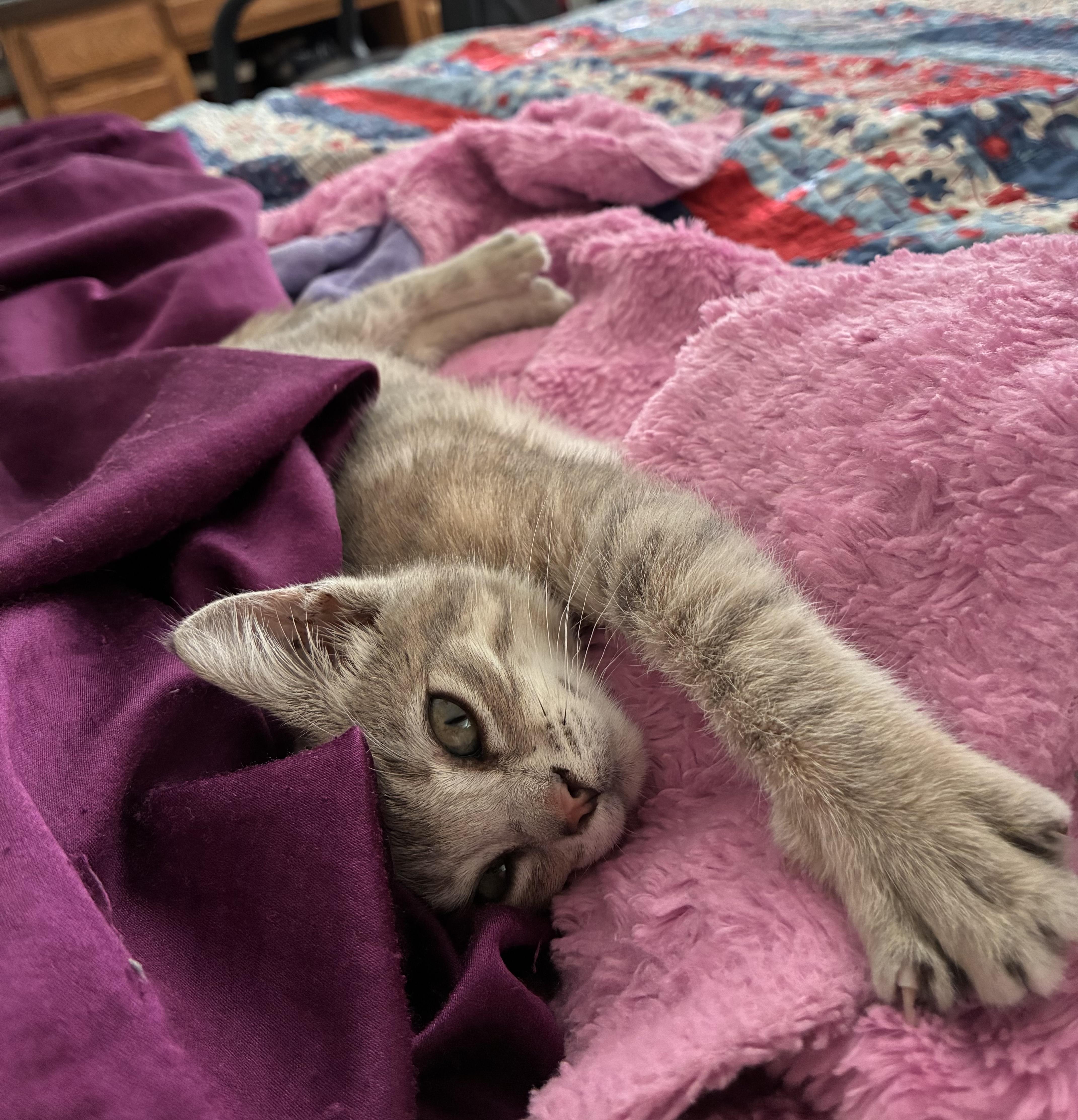 A baby small-sized female Tabby (Gray / Blue / Silver) Domestic Short Hair cat named Kissie for adoption in Hollister, CA