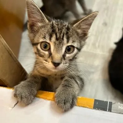 A baby medium-sized male Tabby (Brown / Chocolate) Domestic Short Hair cat named Horatio for adoption in Bolingbrook, IL