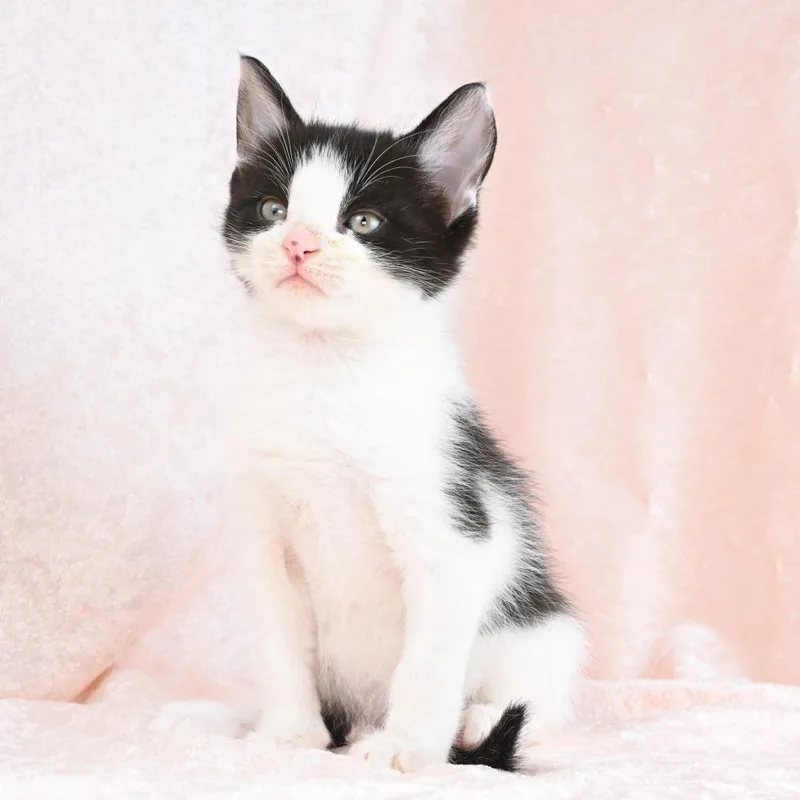 A baby small-sized male Black Domestic Medium Hair cat named Archie for adoption in Mobile, AL