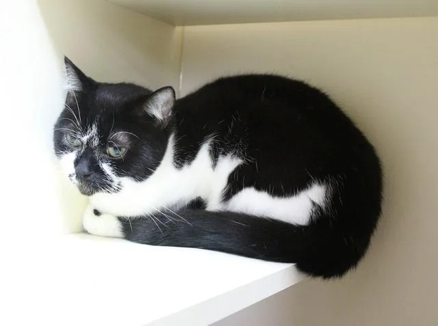 An adult medium-sized female Domestic Short Hair cat named Moo Shu for adoption in Portland, OR