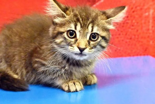 A baby medium-sized female Domestic Short Hair cat named Chickichanga for adoption in Fort Lauderdale, FL