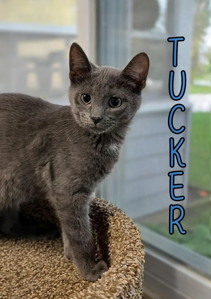 A baby small-sized male Domestic Short Hair cat named Tucker for adoption in Port Clinton, OH