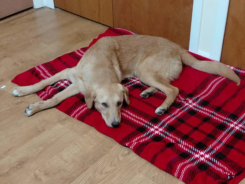 A baby medium-sized male Golden Retriever dog named Rumi for adoption in Palos Heights, IL
